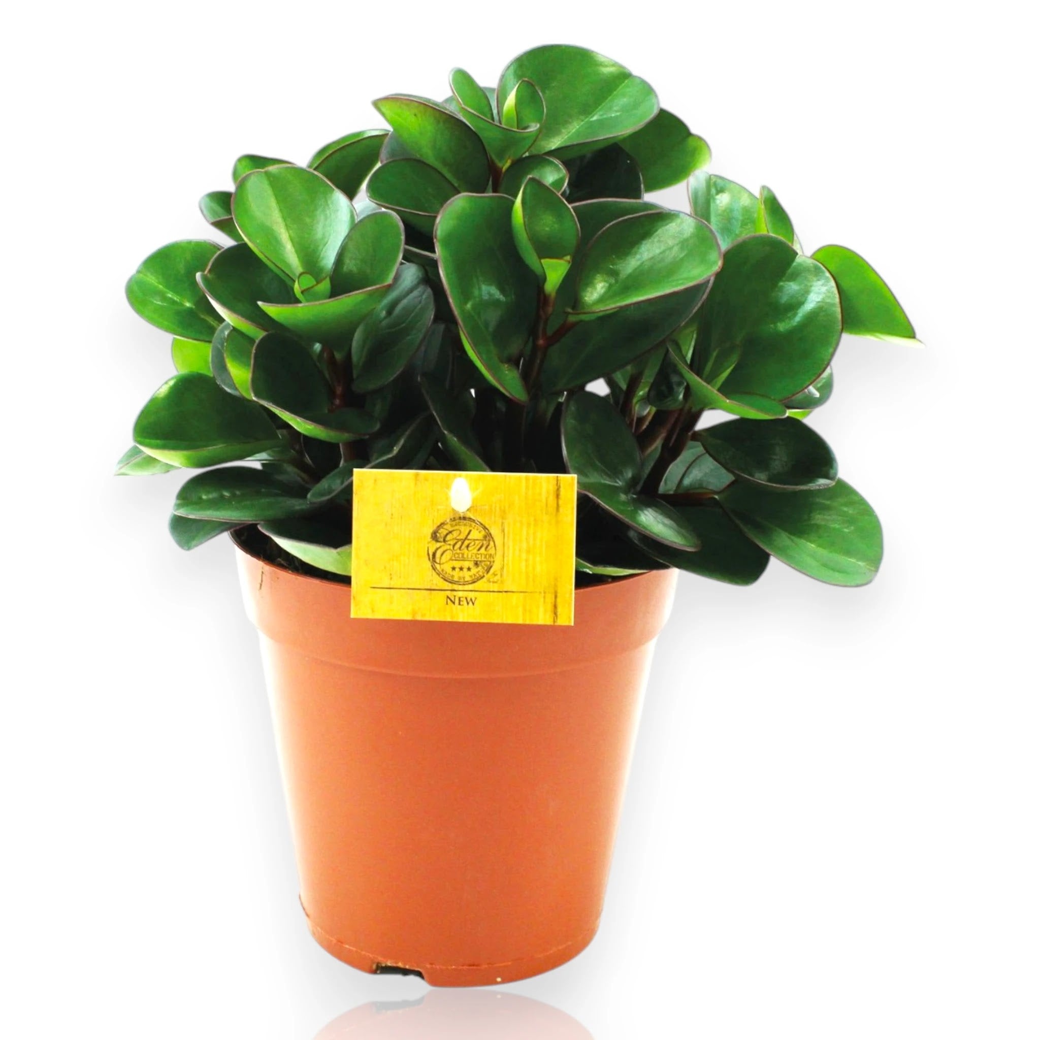Peperomia obtusifolia Burning bush in vaso, foglie carnose rosse e verdi