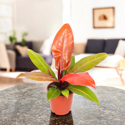 Philodendron 'Prince of orange'