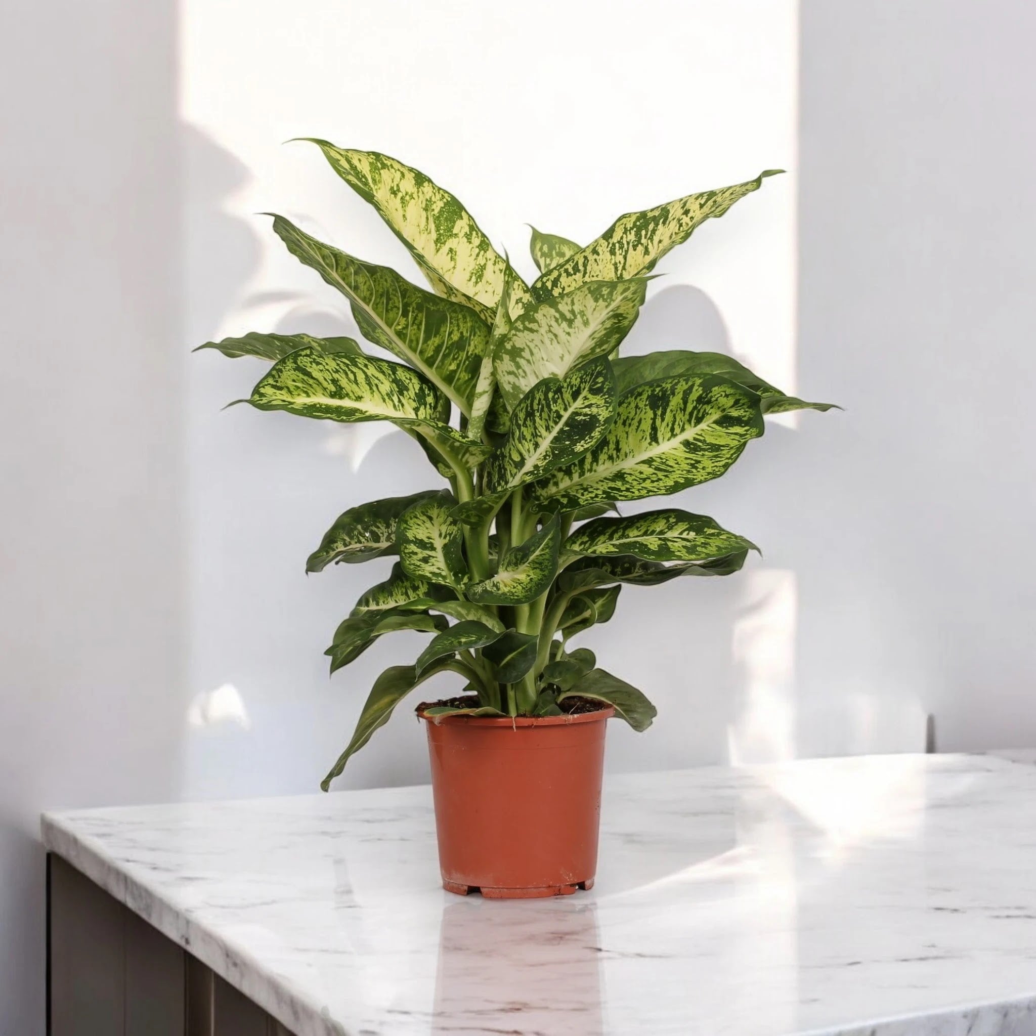 Dieffenbachia 'Mars'