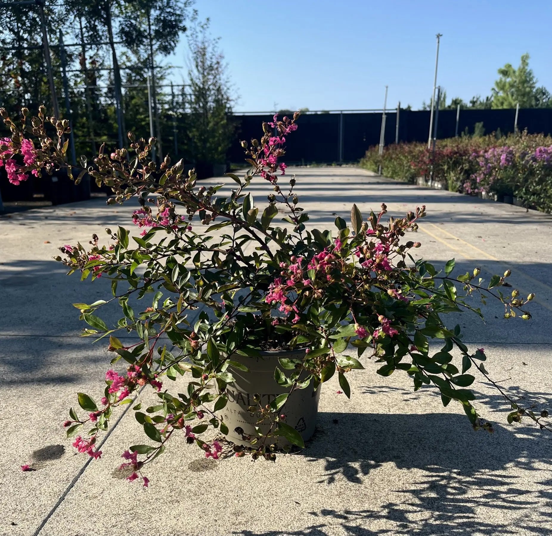 Dettaglio fiori rosso fucsia Lagerstroemia indica Rubra repens pannocchie lunghe su foglie verdi