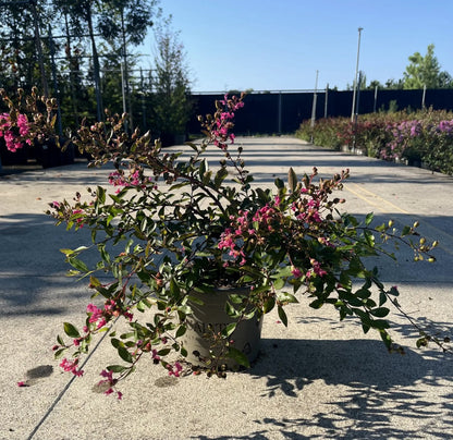 Dettaglio fiori rosso fucsia Lagerstroemia indica Rubra repens pannocchie lunghe su foglie verdi