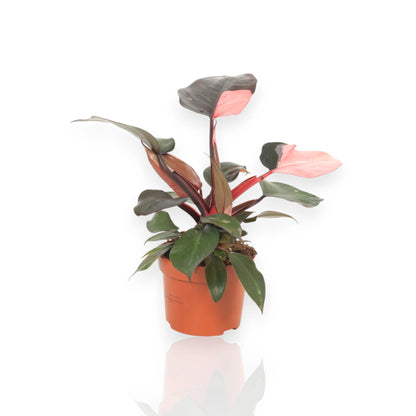 Philodendron Pink Princess in vaso con foglie verdi macchiate di rosa fucsia in ambiente domestico moderno