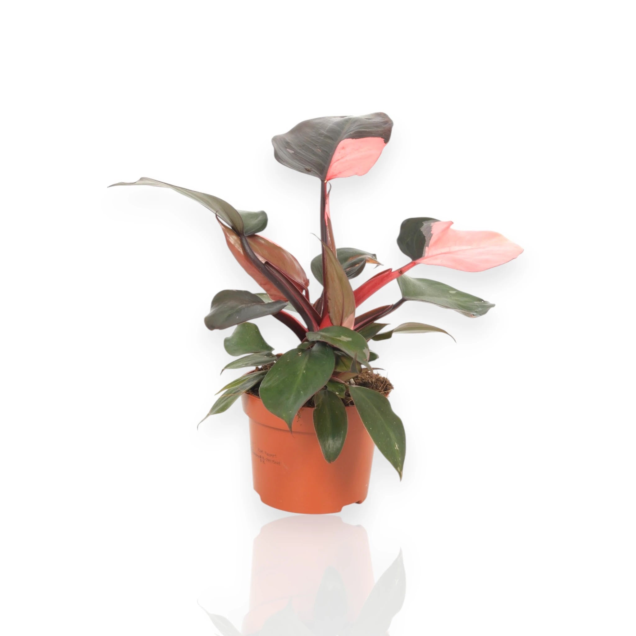 Philodendron Pink Princess in vaso con foglie verdi macchiate di rosa fucsia in ambiente domestico moderno
