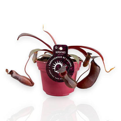 Nepenthes Rebecca pianta carnivora da interno con ascidi penduli verdi e rossi in vaso