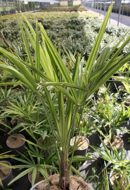 Trachicarpus fortunei