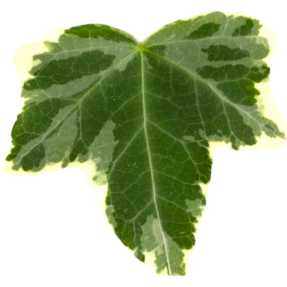 Edera Hedera helix Eva in vaso con foglie variegate verdi e crema che ricadono naturalmente