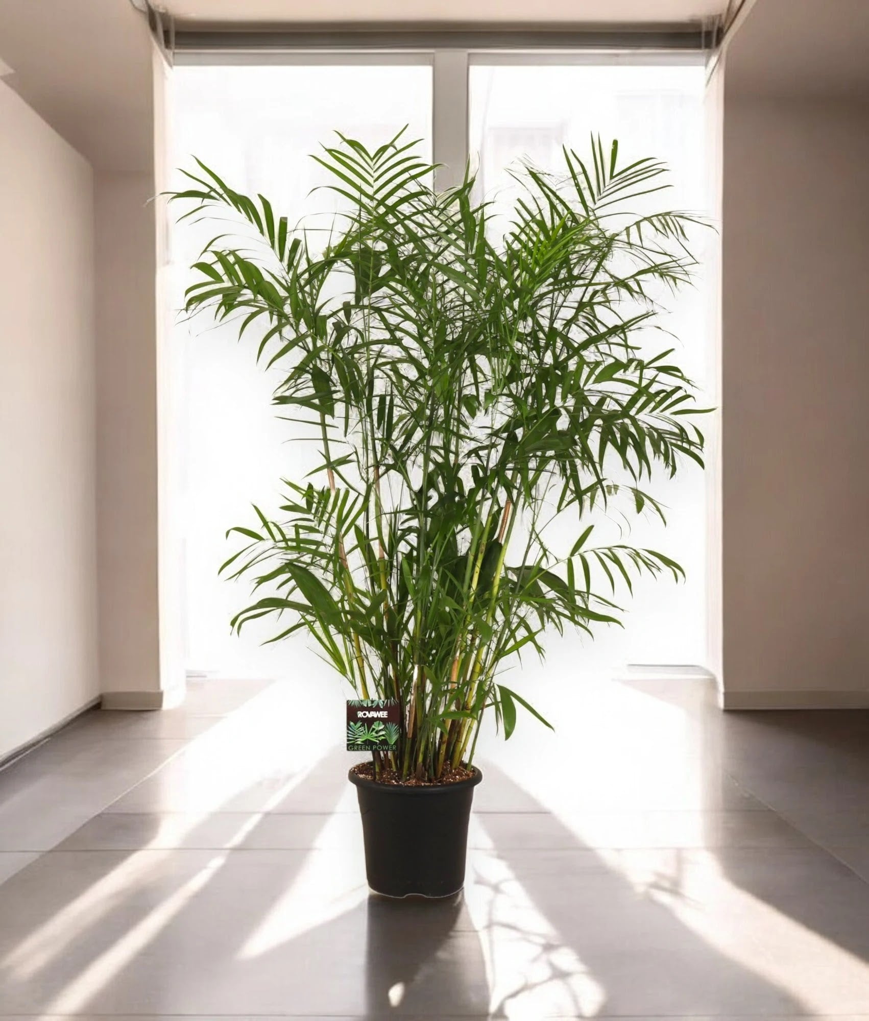 Chamaedorea seifrizii