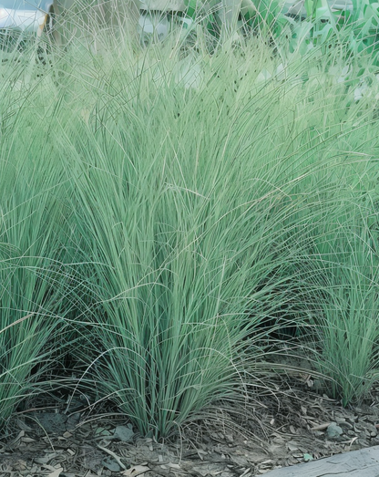 Cespo elegante di Miscanthus Morning Light in giardino contemporaneo
