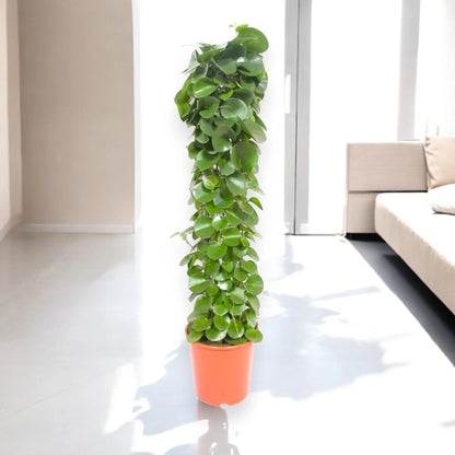 Cissus rotundifolia
