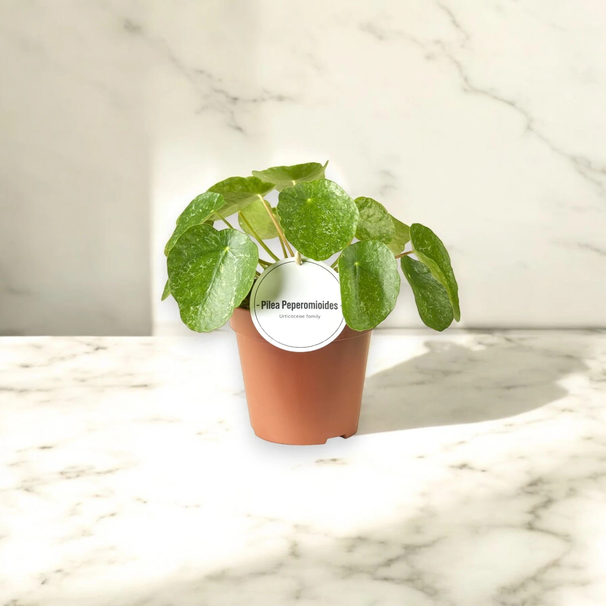Pilea peperomioides