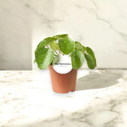 Pilea peperomioides 'Sugar'