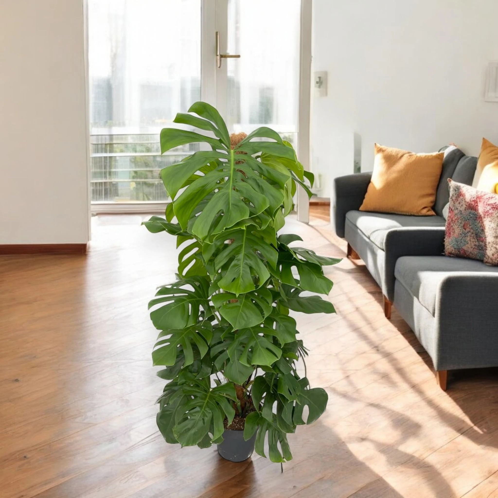Monstera deliciosa