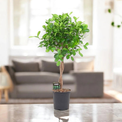 Ficus microcarpa 'Moclame'