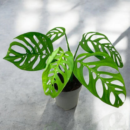 Dettaglio foglia fenestrata di Philodendron Esqueleto con aperture naturali