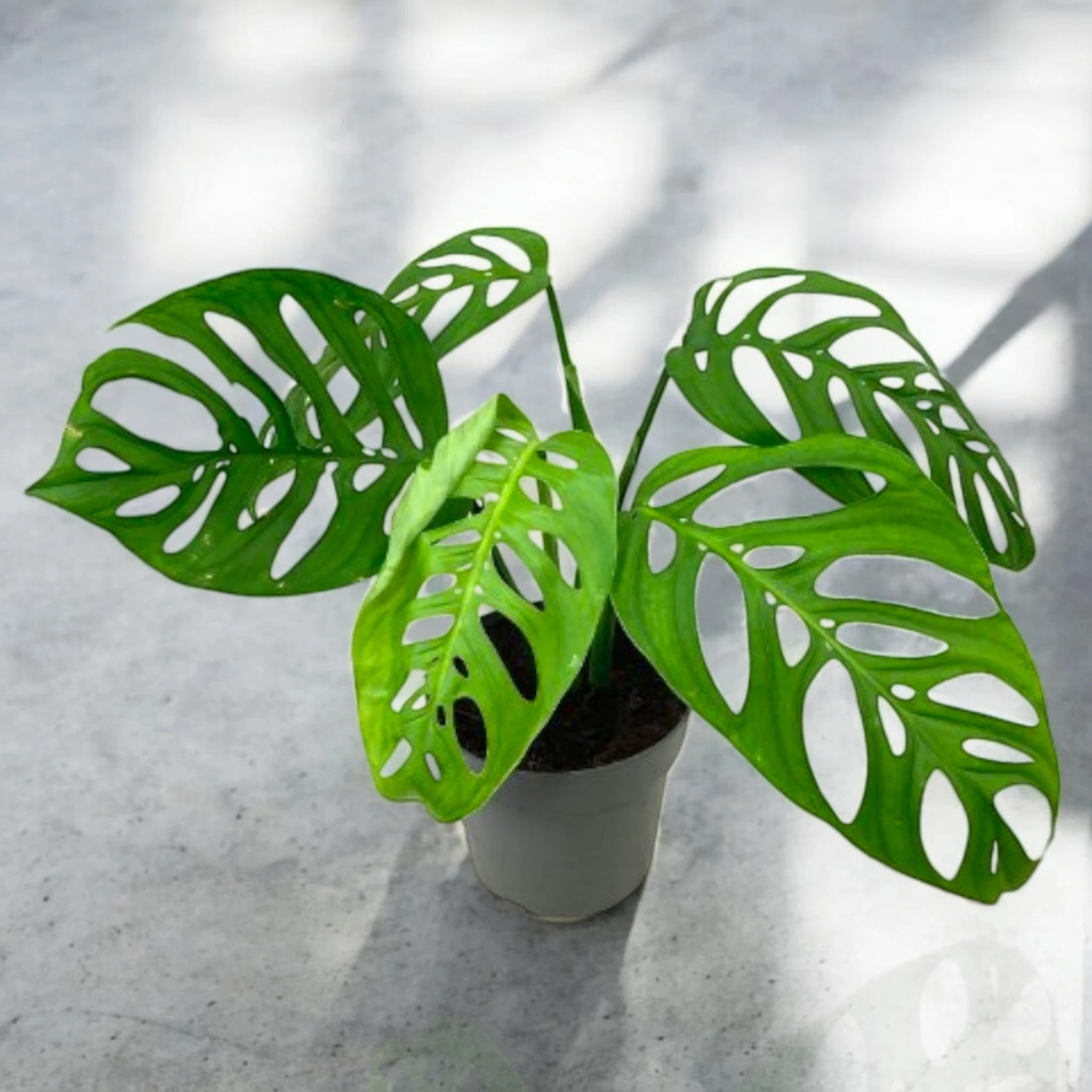 Dettaglio foglia fenestrata di Philodendron Esqueleto con aperture naturali