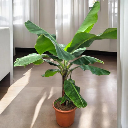 Musa 'Dwarf Cavendish'