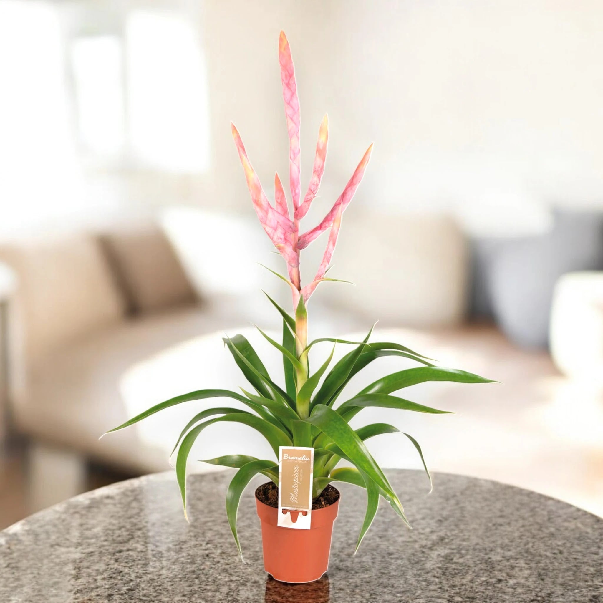 Tillandsia 'Dolce'