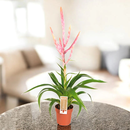 Tillandsia 'Dolce'