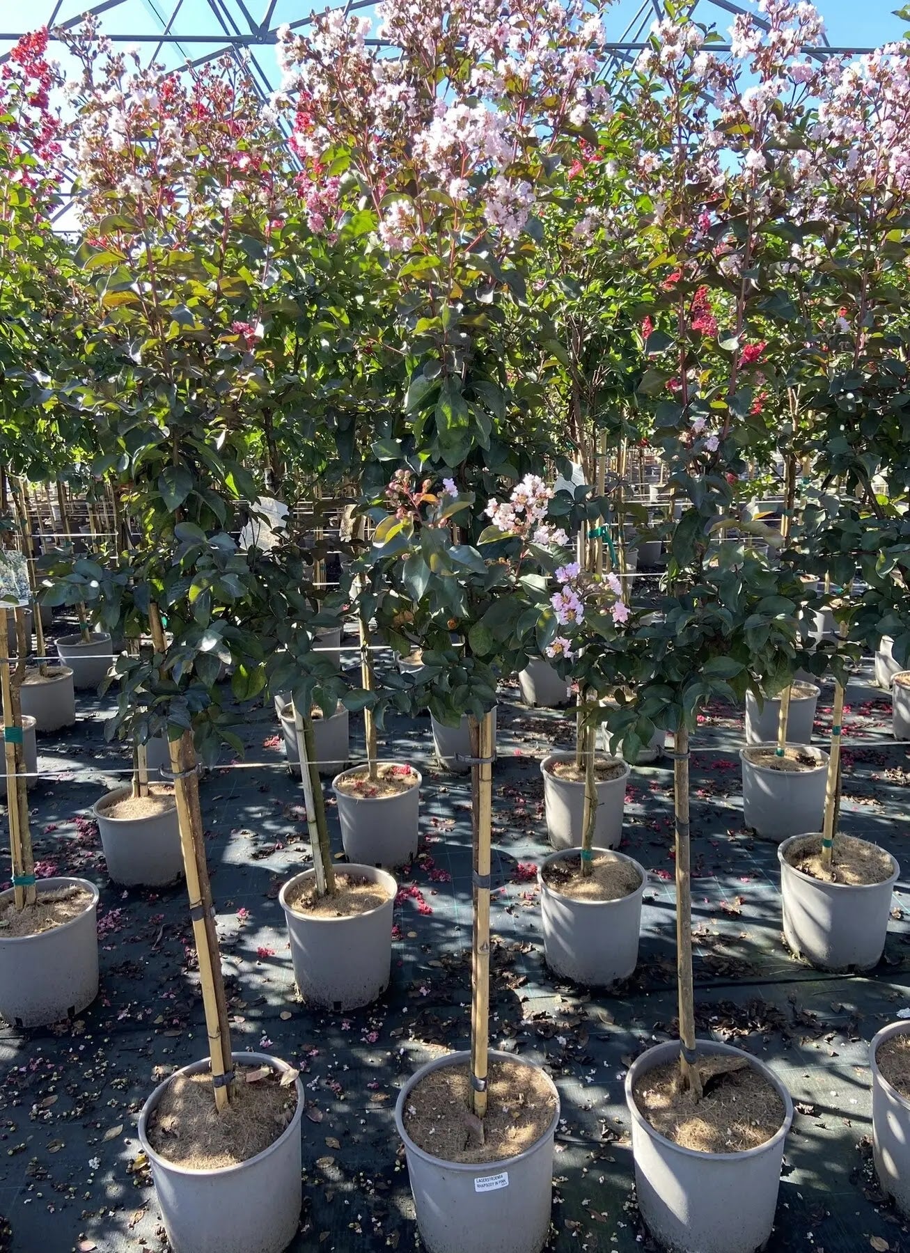 Lagerstroemia indica 'Rhapsody In Pink'