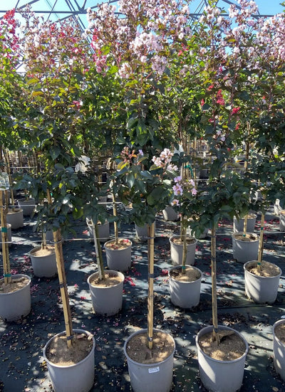 Lagerstroemia indica 'Rhapsody In Pink'