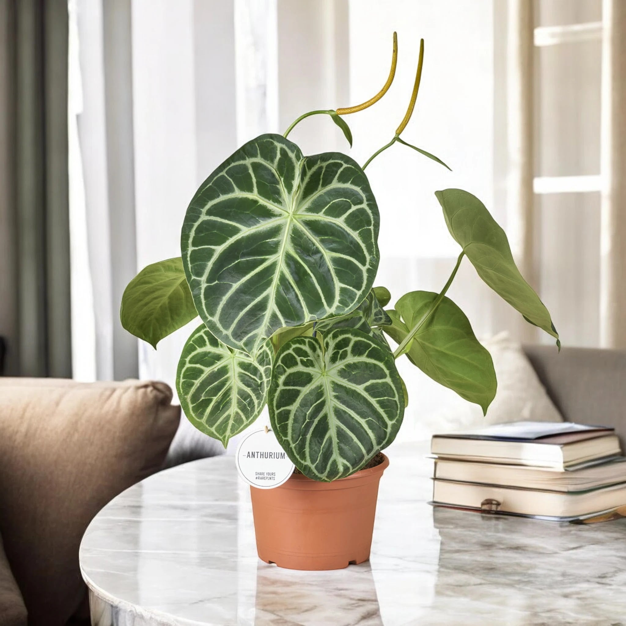 Anthurium 'Silver Blush'