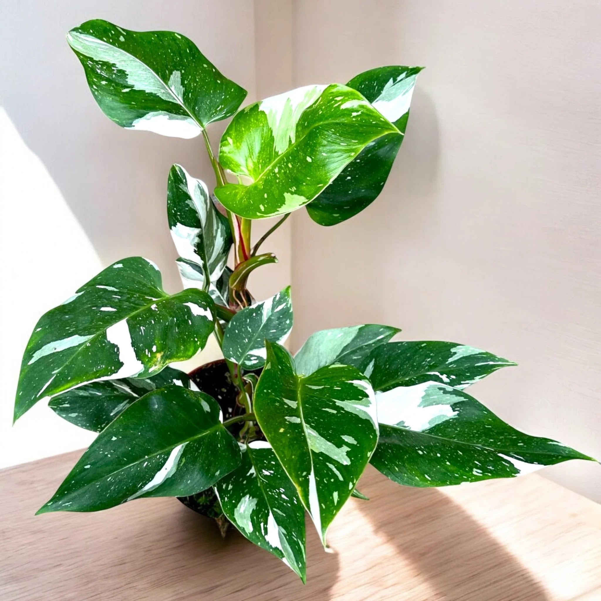 Philodendron white Princess