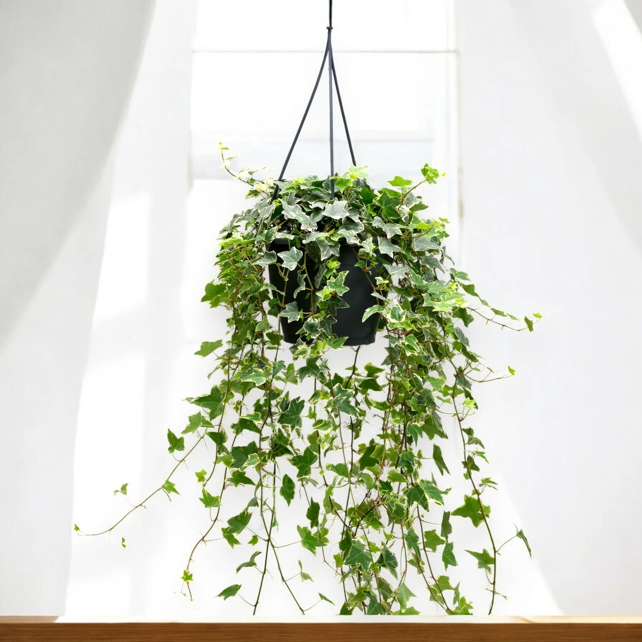 Edera - Hedera helix 'Eva'