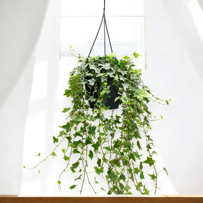 Edera - Hedera helix 'Eva'