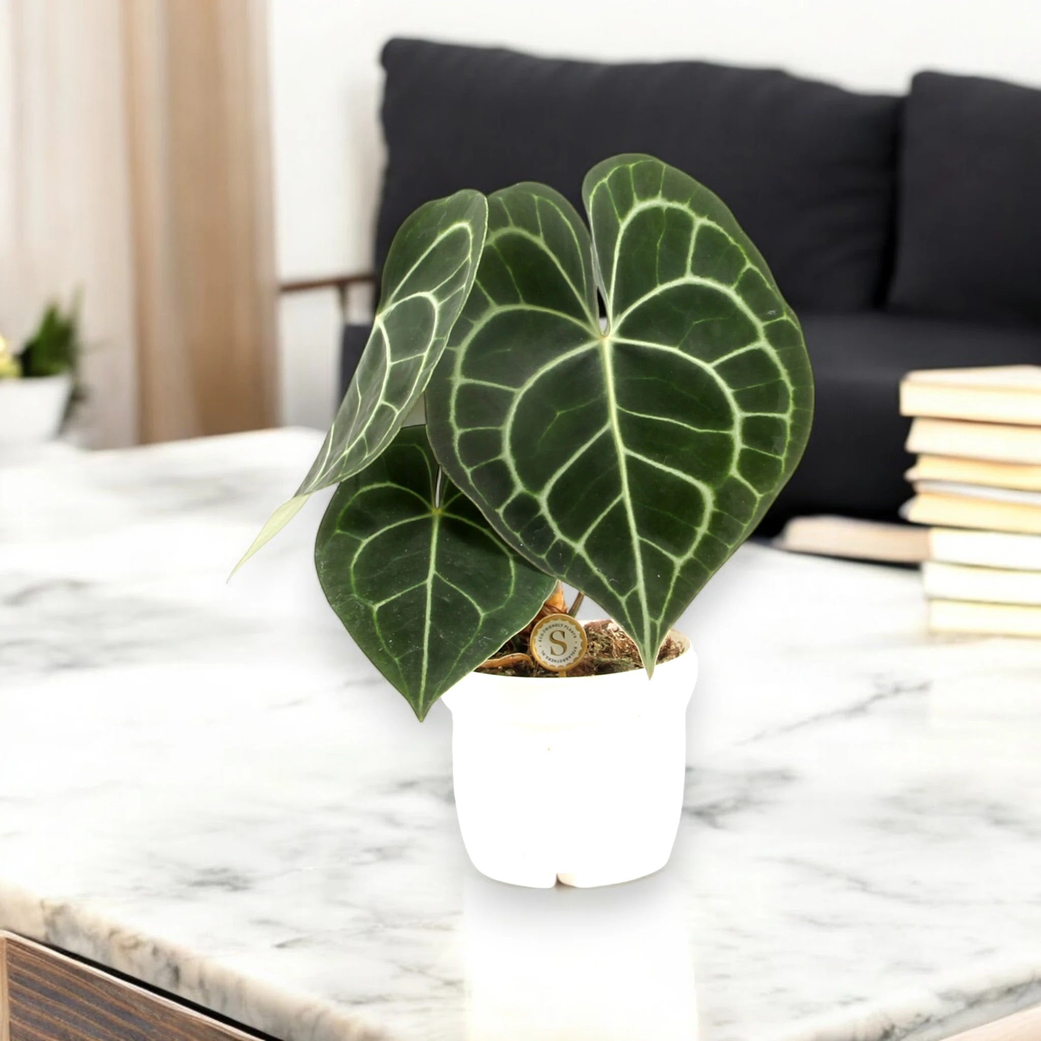 Anthurium clarinervium