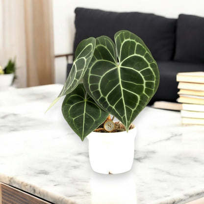 Anthurium clarinervium