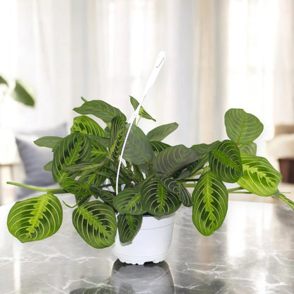 Maranta leuconeura 'Lemon Lime'