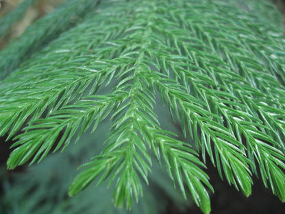 Araucaria