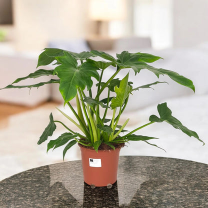 Philodendron 'Lacerum'