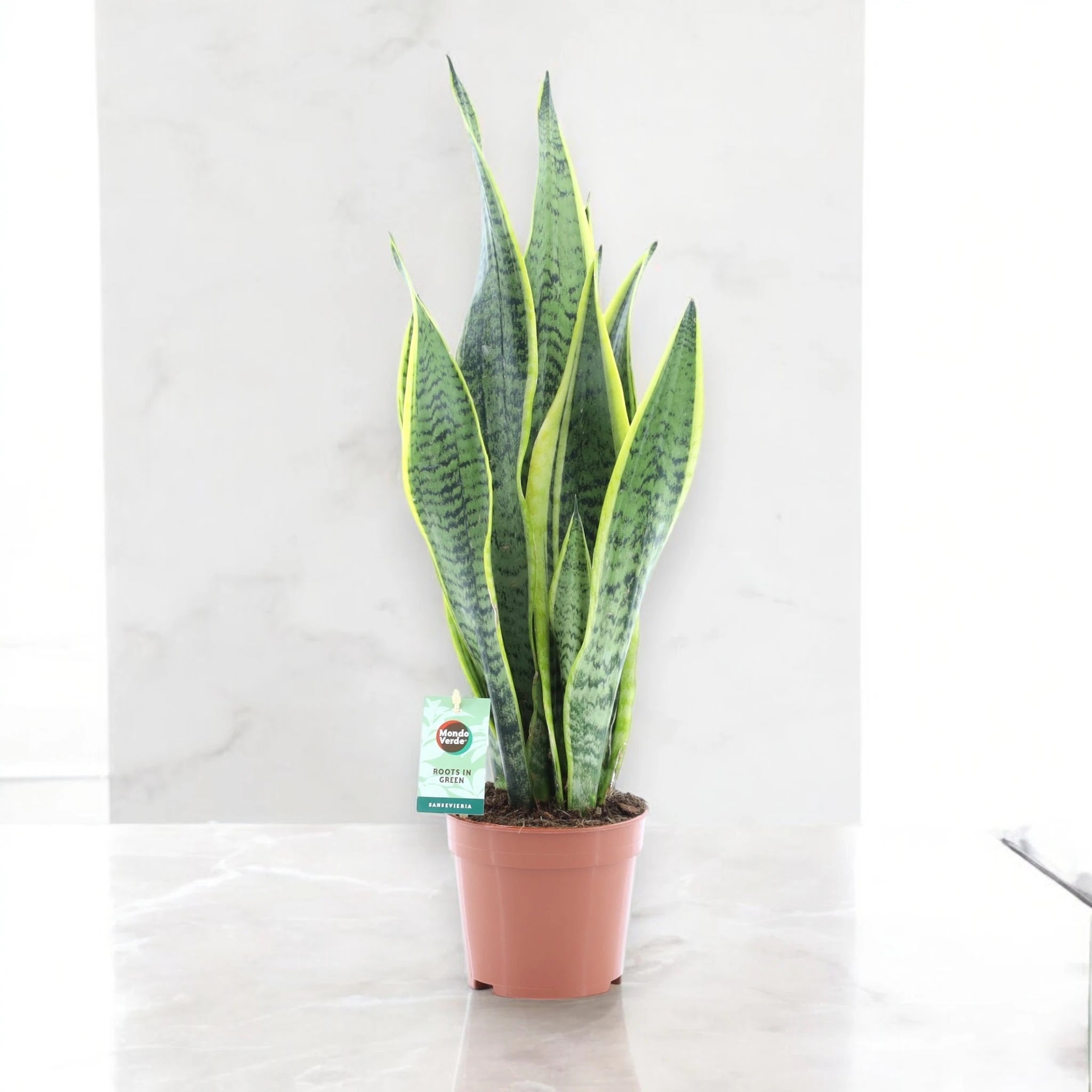 Sansevieria trifasciata 'Laurentii'