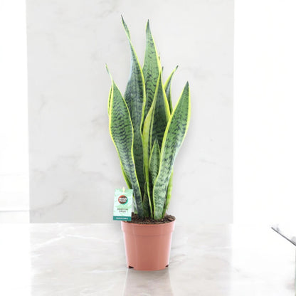 Sansevieria trifasciata 'Laurentii'