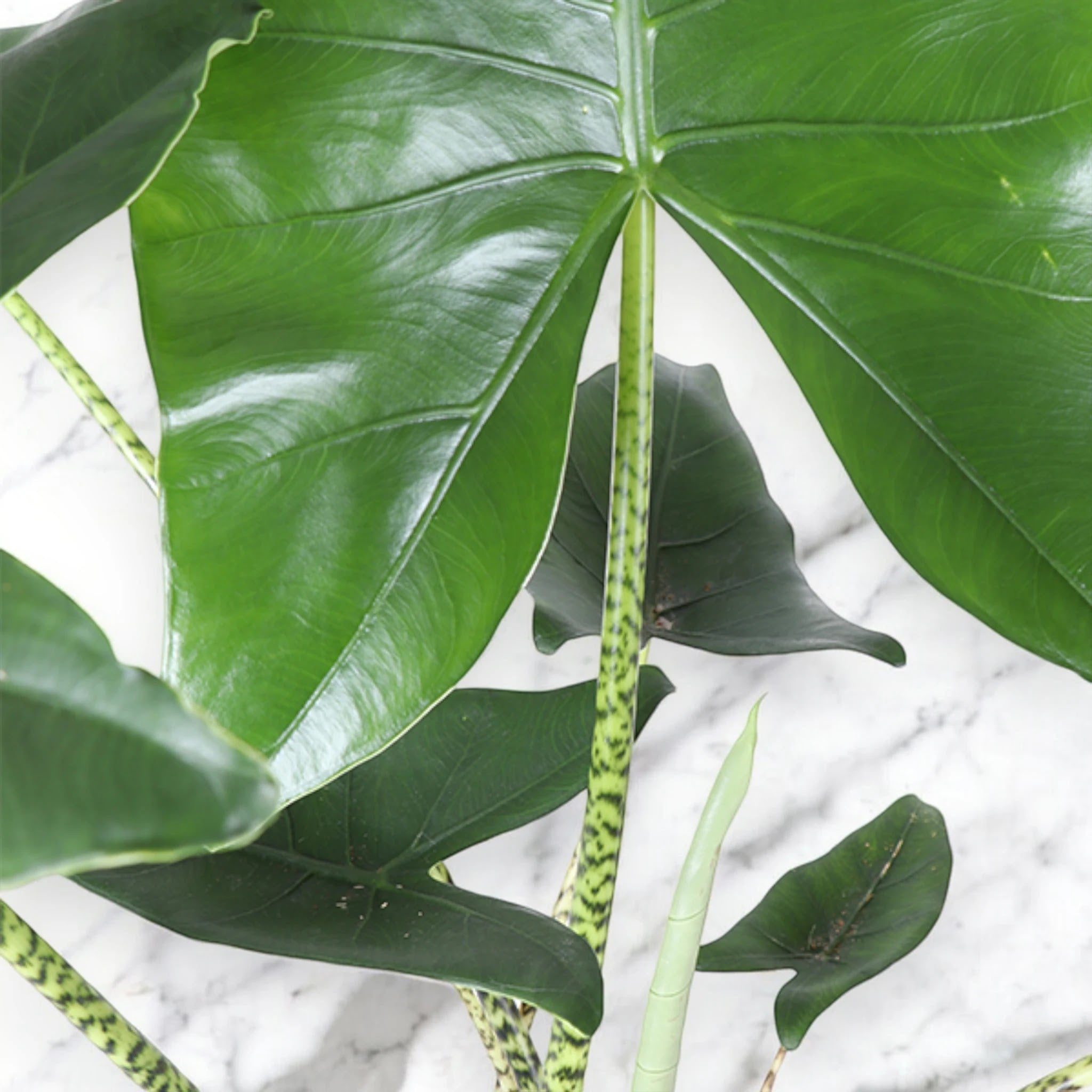 Alocasia zebrina