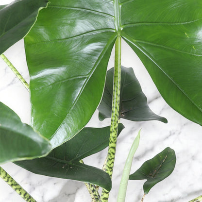 Alocasia zebrina