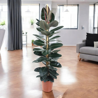 Ficus elastica 'Abidjan'