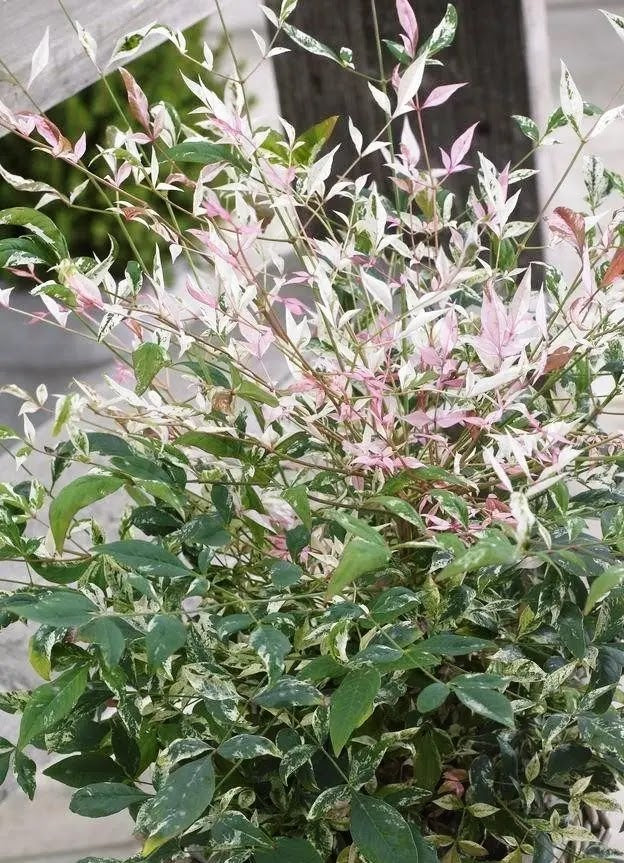 Nandina domestica