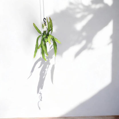 Epiphyllum fruhlingsgold