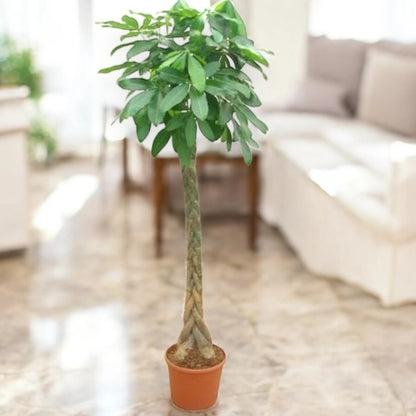 Pachira aquatica
