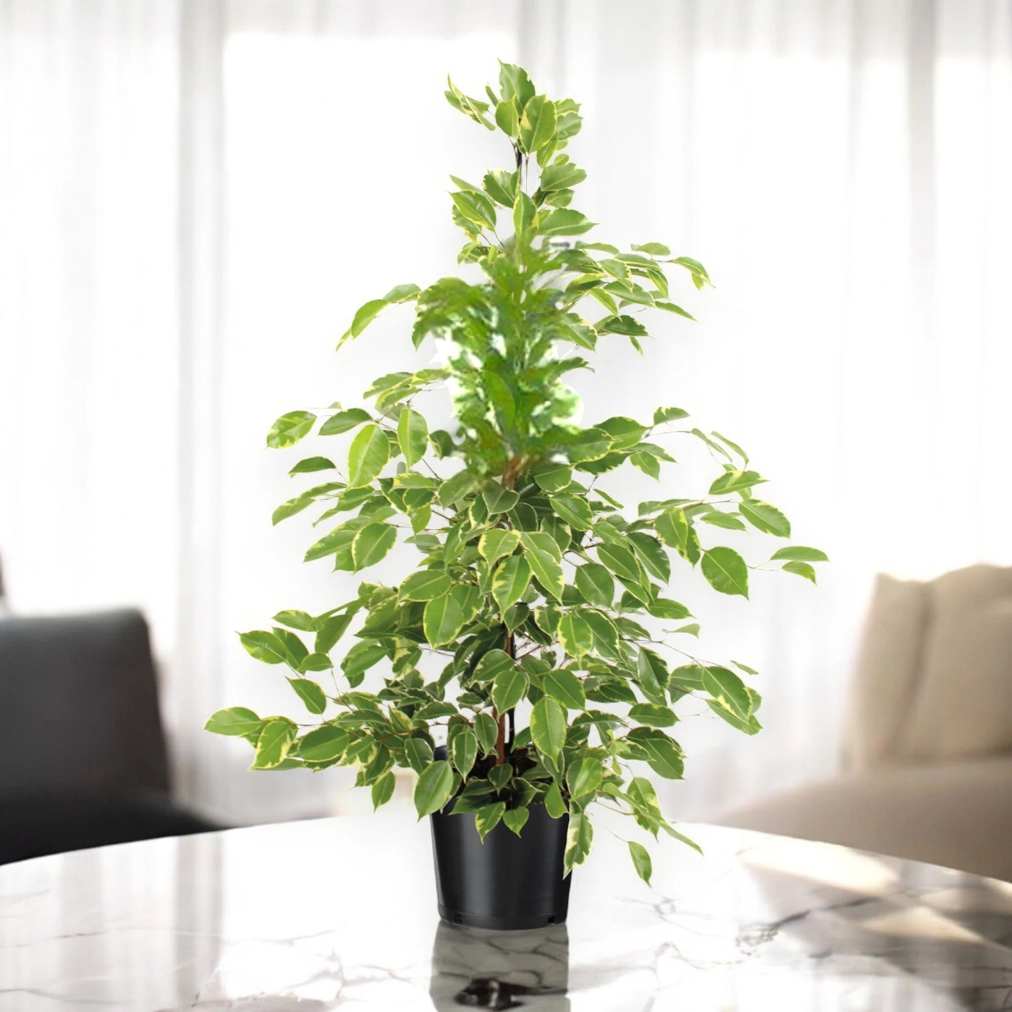 Ficus benjamina 'Golden King'