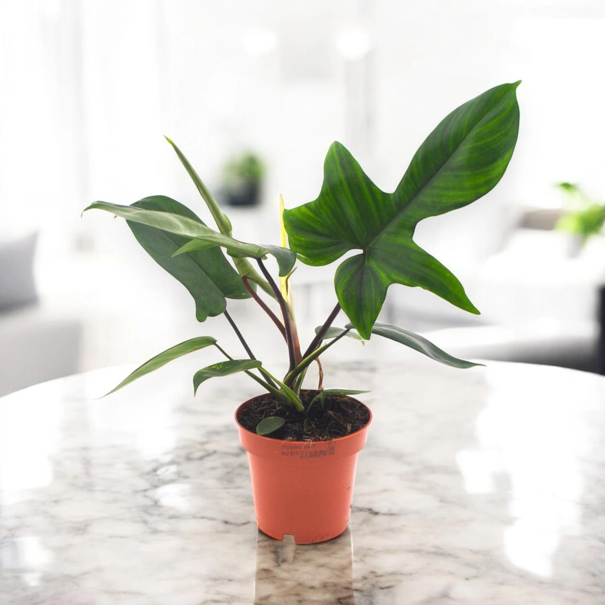 Philodendron 'Florida Green'