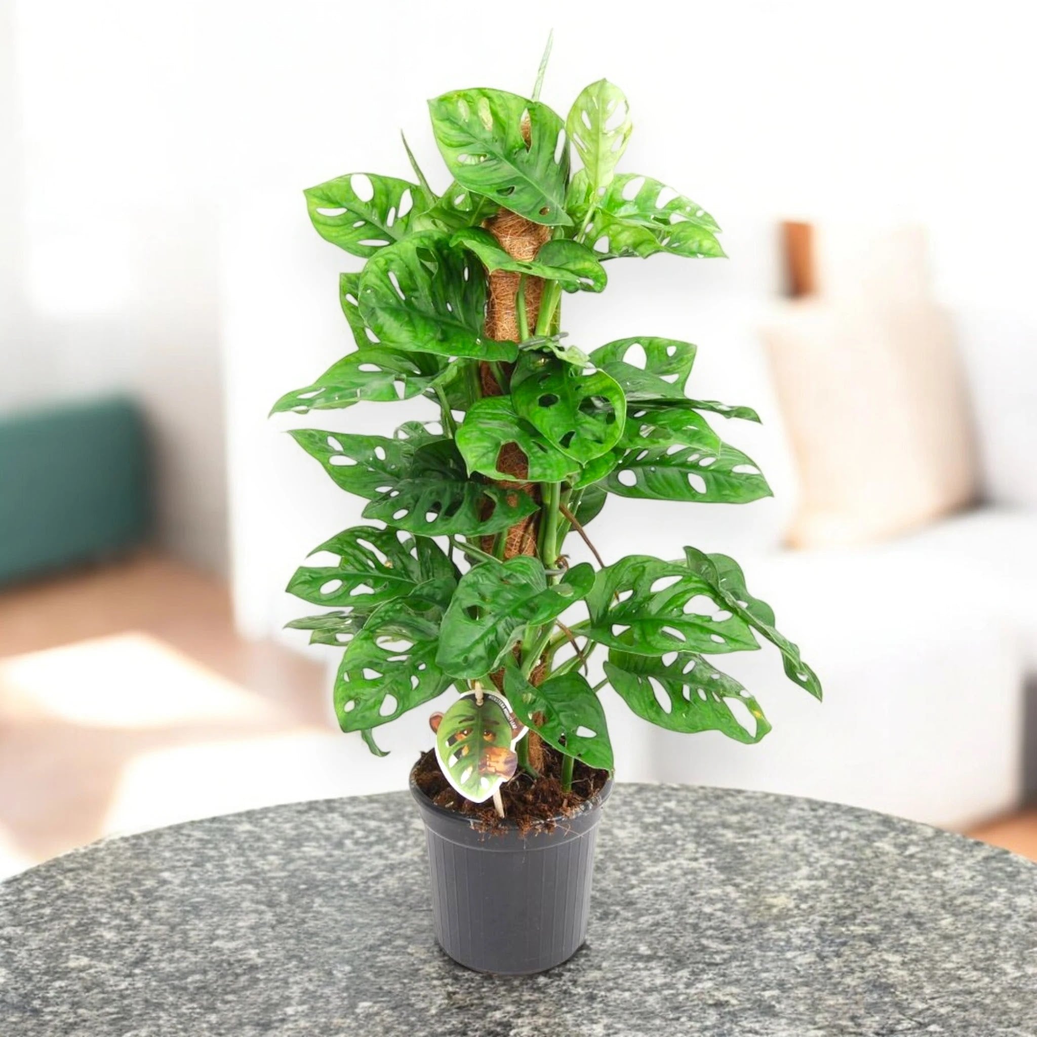 Monstera adansonii