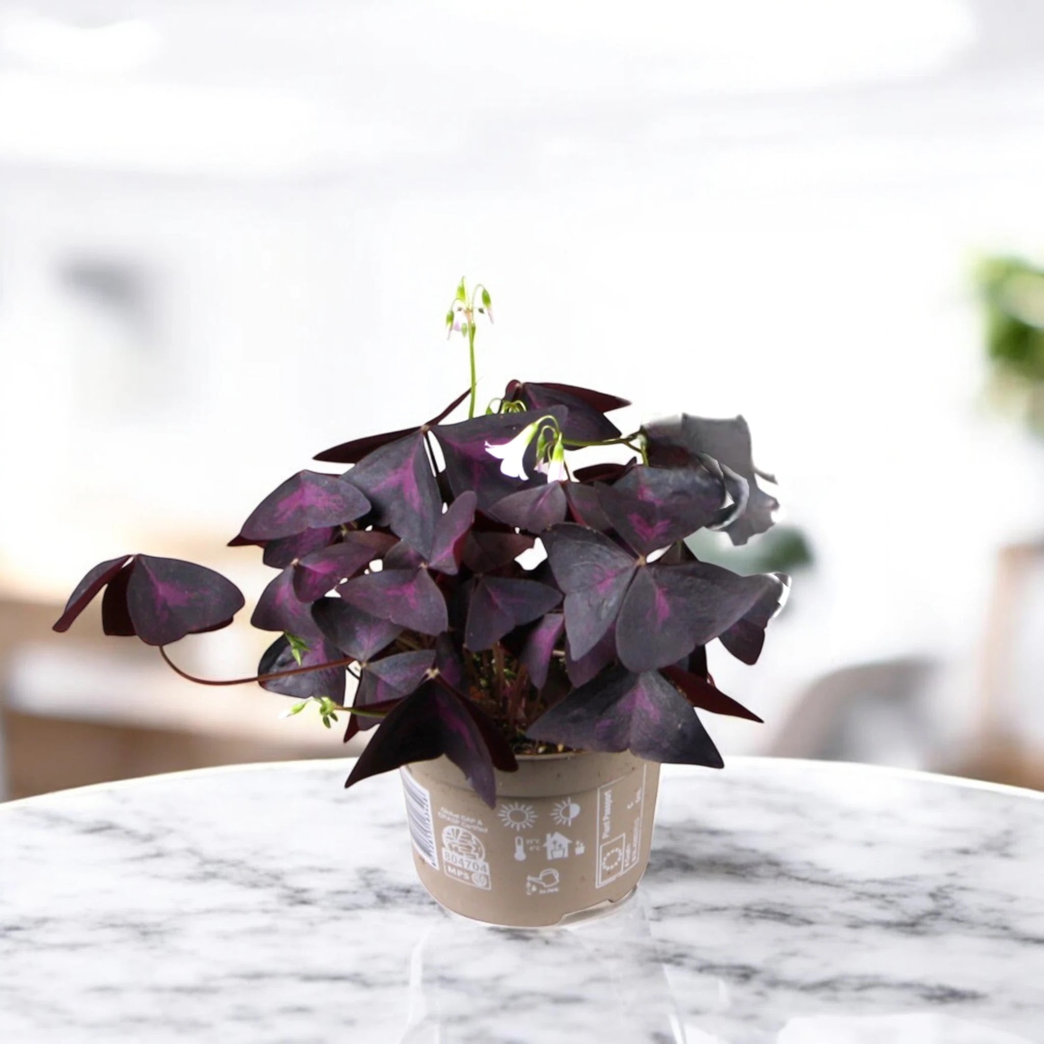 Oxalis triangularis