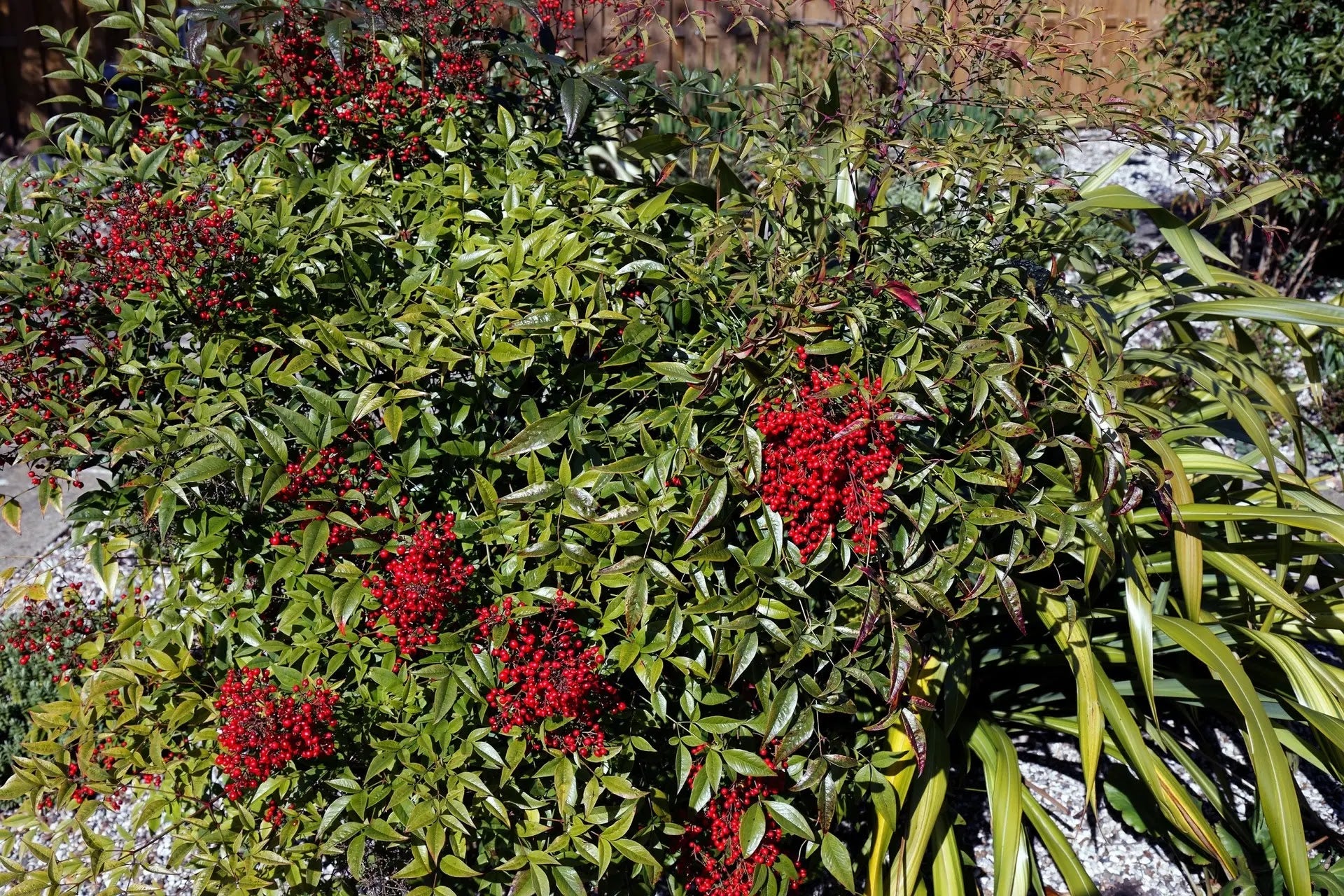 Nandina domestica
