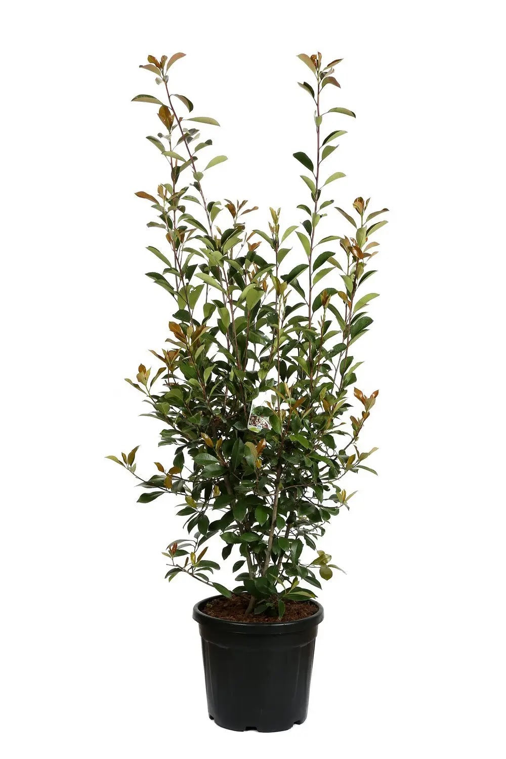 Photinia fraseri 'Red Robin'