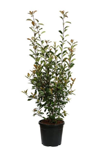 Photinia fraseri 'Red Robin'