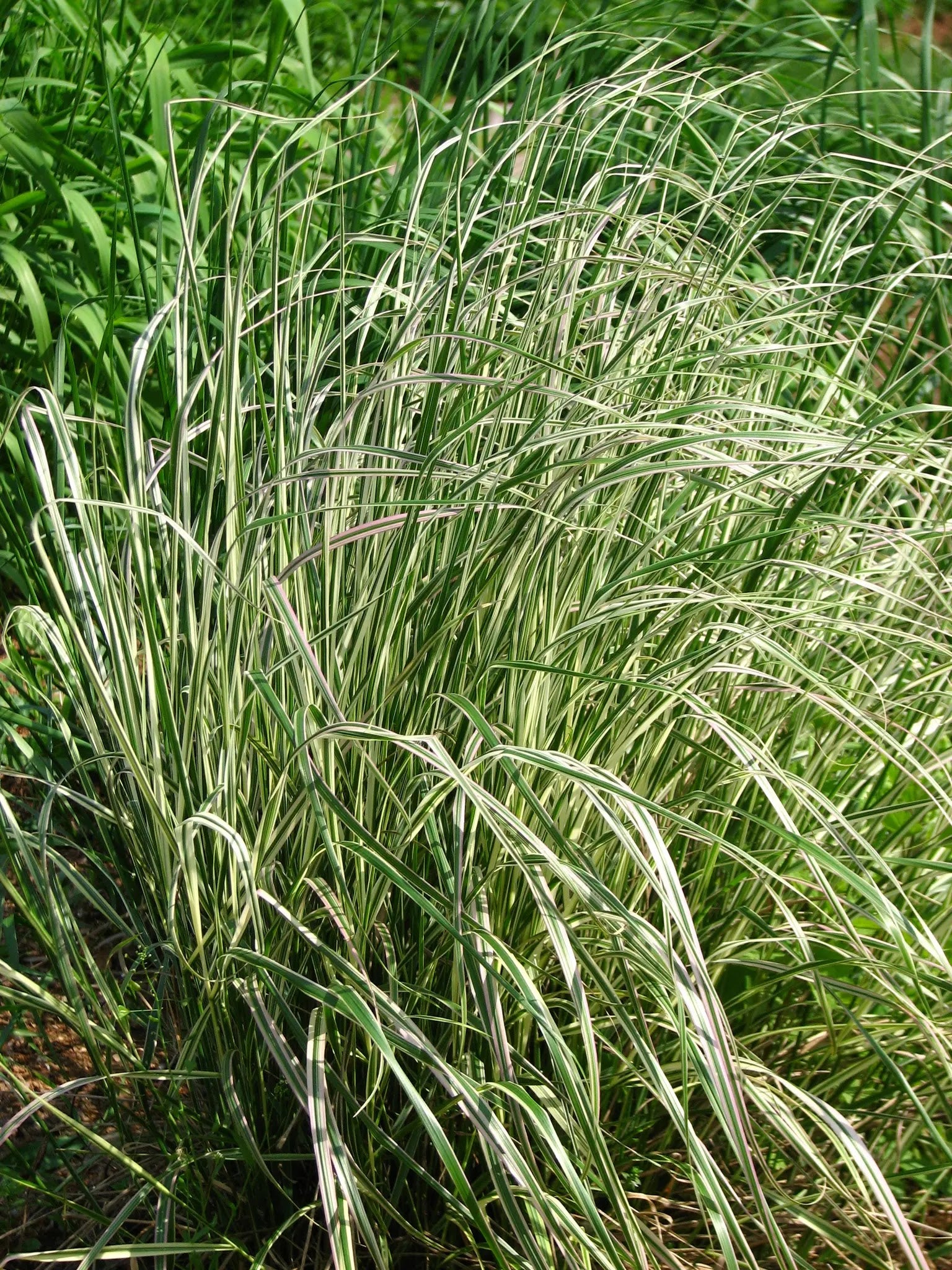 Calamagrostis Overdam con fogliame variegato bianco-verde in fioritura