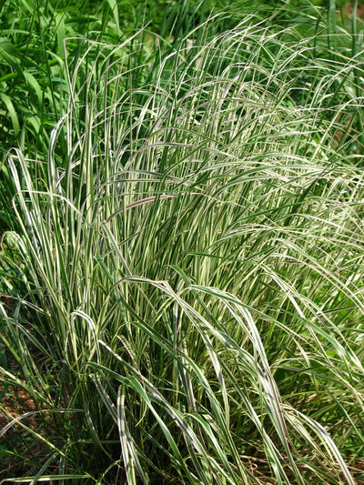 Calamagrostis Overdam con fogliame variegato bianco-verde in fioritura